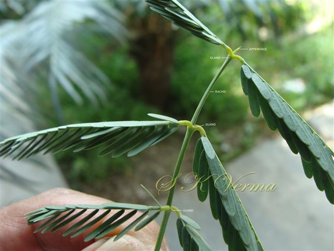 Leaf with 3 pairs of pinnae